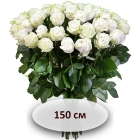 Белая роза 150 см